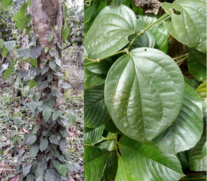 Uziza vine and leaves