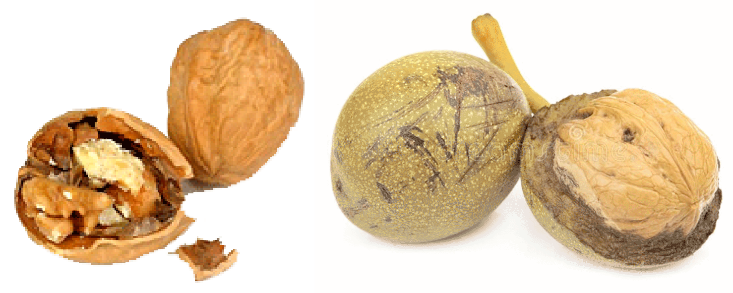 Ripe and unripe walnuts