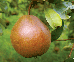 Warden Pears (Black Worcester pears)