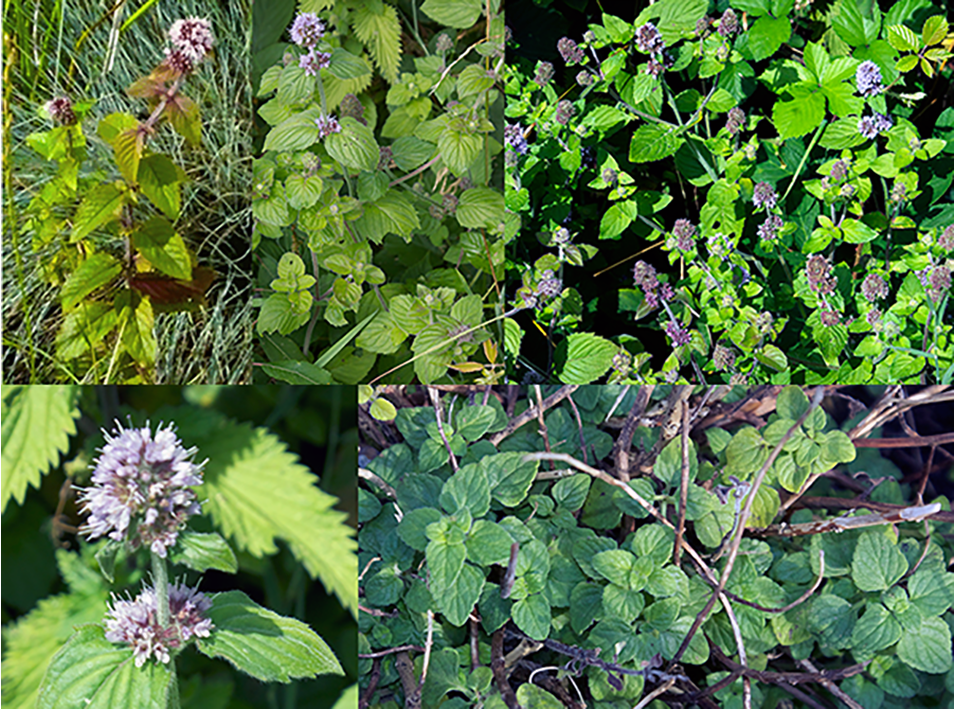 Water mint (Mentha aquatuca), showing the whole plant in various views along with close-ups of the flowers and the young leaves