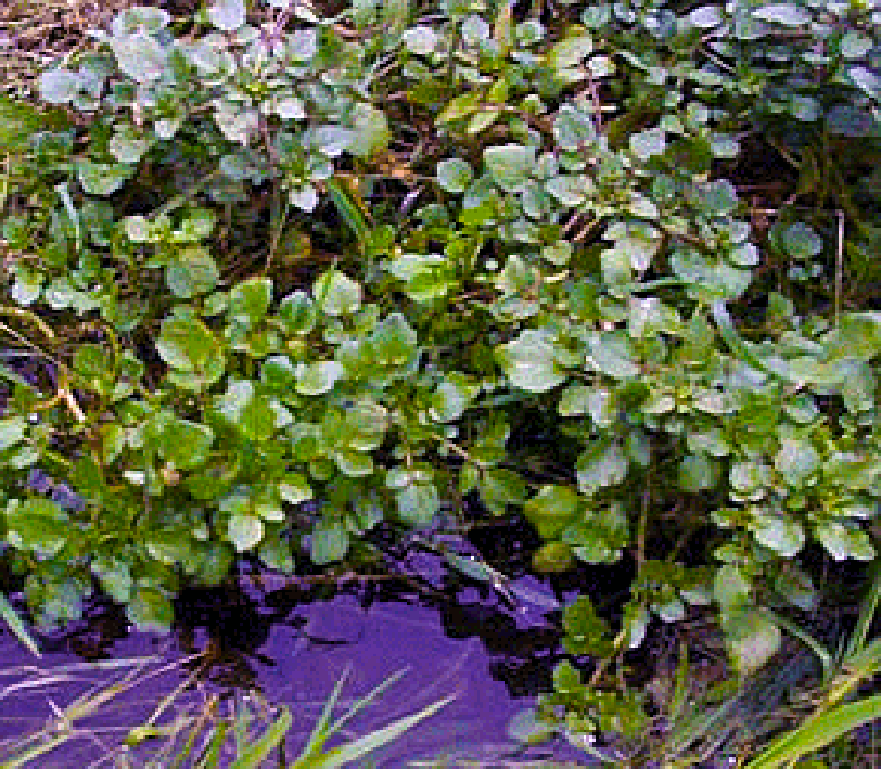 Watercress growing in a pond