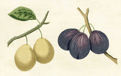 White Imperatrice and Blue Imperatrice Plums