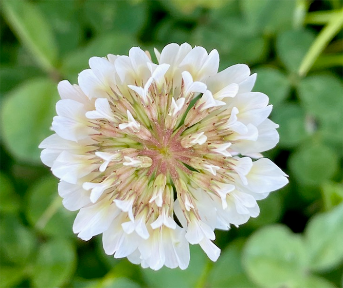 White Clover flowers