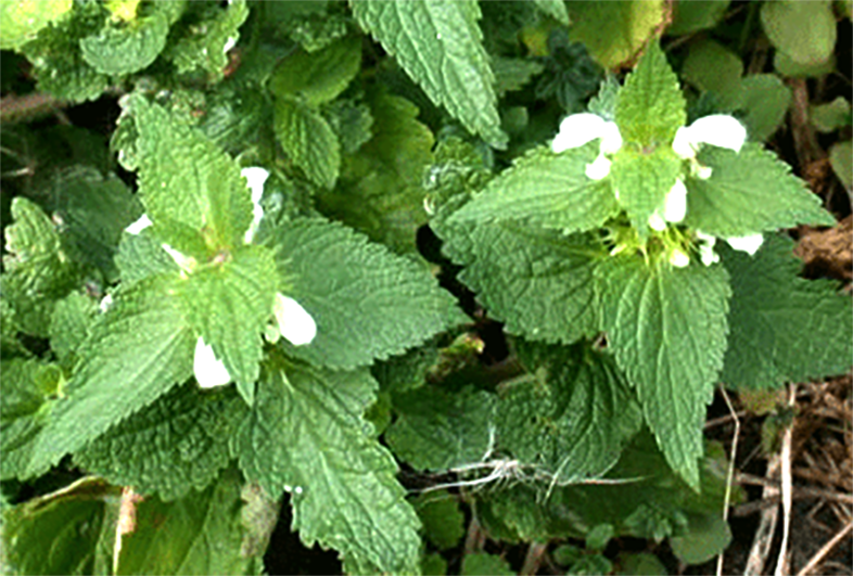 White Deadnettle, Lamium album, whole plant shown in flower