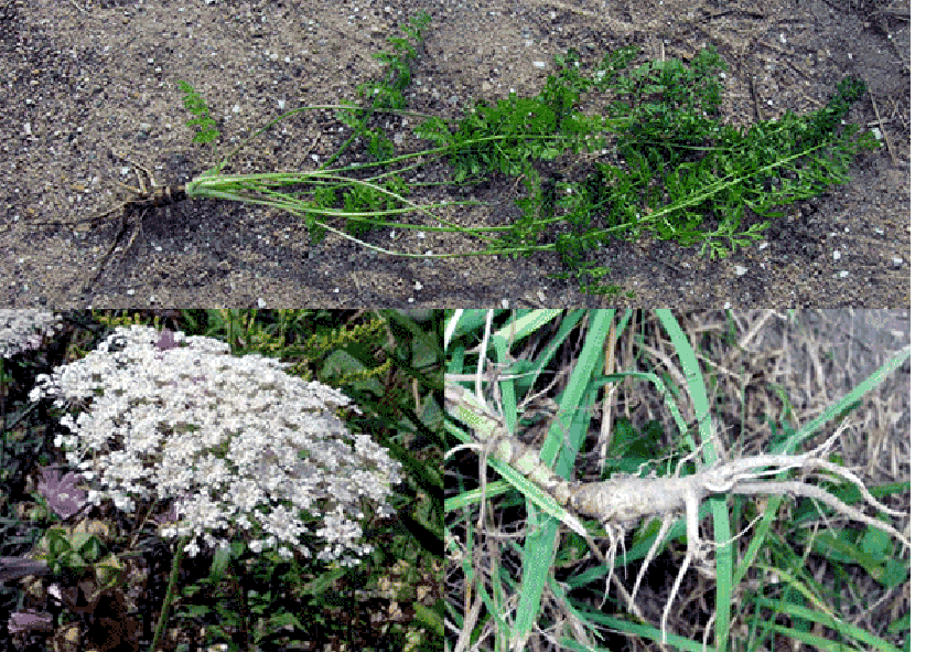 Wild Carrot (Daucus carota), image of the leaves of the young plant, the whole plant dug up, the flower (Queen Anne