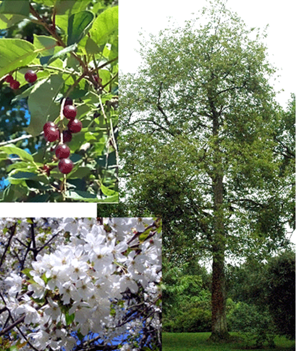 Wild Cherry Tree, Prunus avium shown along with the cherry fruit and a close-up of the tree