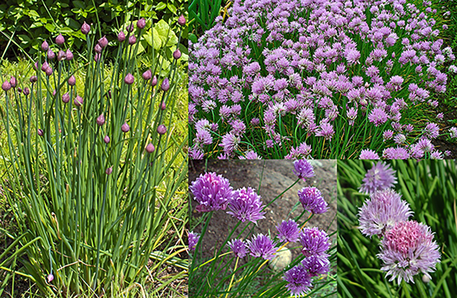 wild chives, Allium schoenoprasum showing the full plant and close-up of the flowers