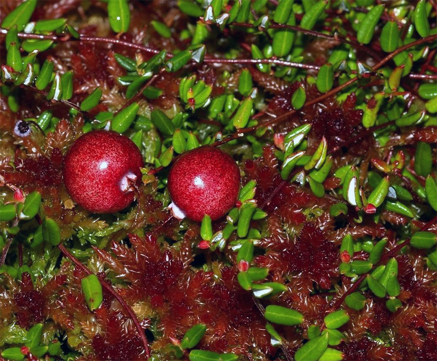 Cranberry (Vaccinium oxycoccos) showing the full plant and two ripe fruit in waterlogged sphagnum moss