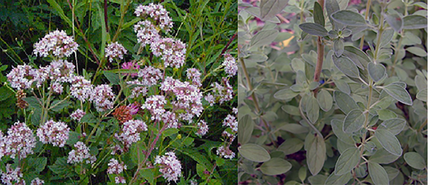 Wild marjoram (Origanum vulgare), showing close-ups of the flowers and leaves