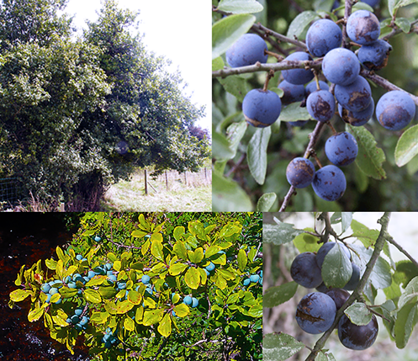 Wild Plum (Prunus domestica insititia), showing the whole tree in fruit with various views of the spherical fruit and leaves