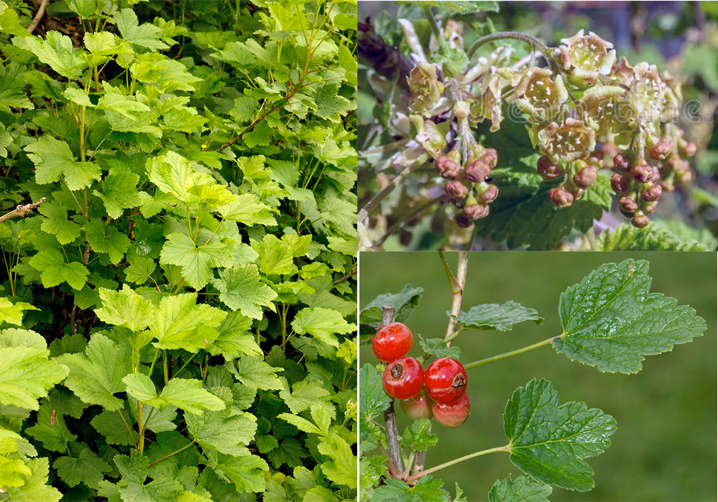 Redcurrant (Ribes rubrum) showing the full plant, left. Also shown are close-ups of the flowers (top) along with a close up of the fruit and the leaves