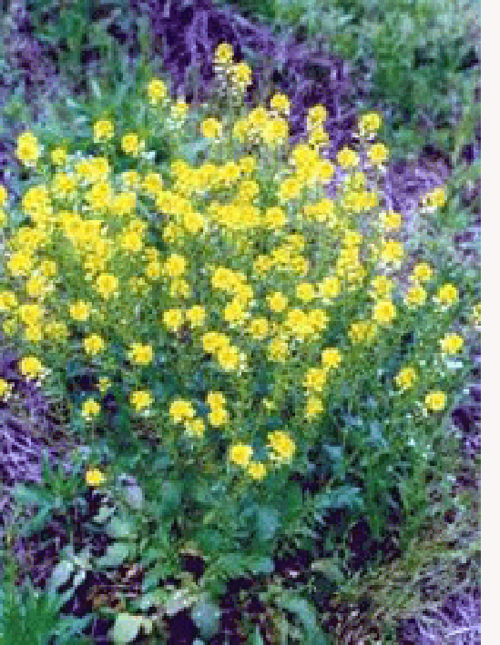 Field mustard plant in flower