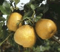 Williams Bon Chretien Pear