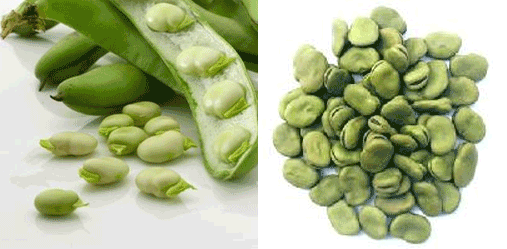 Fresh and dried windsor beans (broad/fava beans)