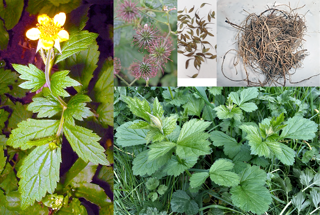 herb bennet/wood avens (Geum urbanum), showing the whole plant and close-ups of the leaves, flower and fruit