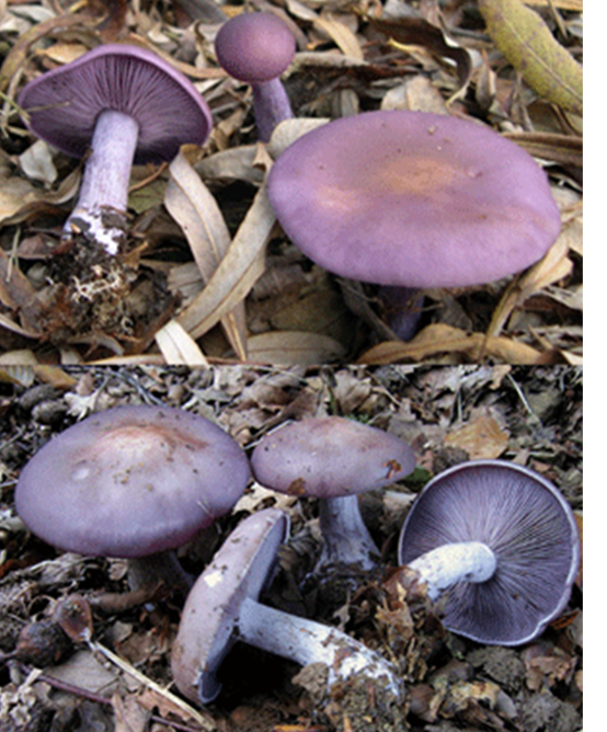 Wood Blewit mushroom (Clitocybe nuda), whosing young and mature forms with images of the caps, gills and stipes