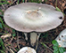 Wood mushroom tumbnail