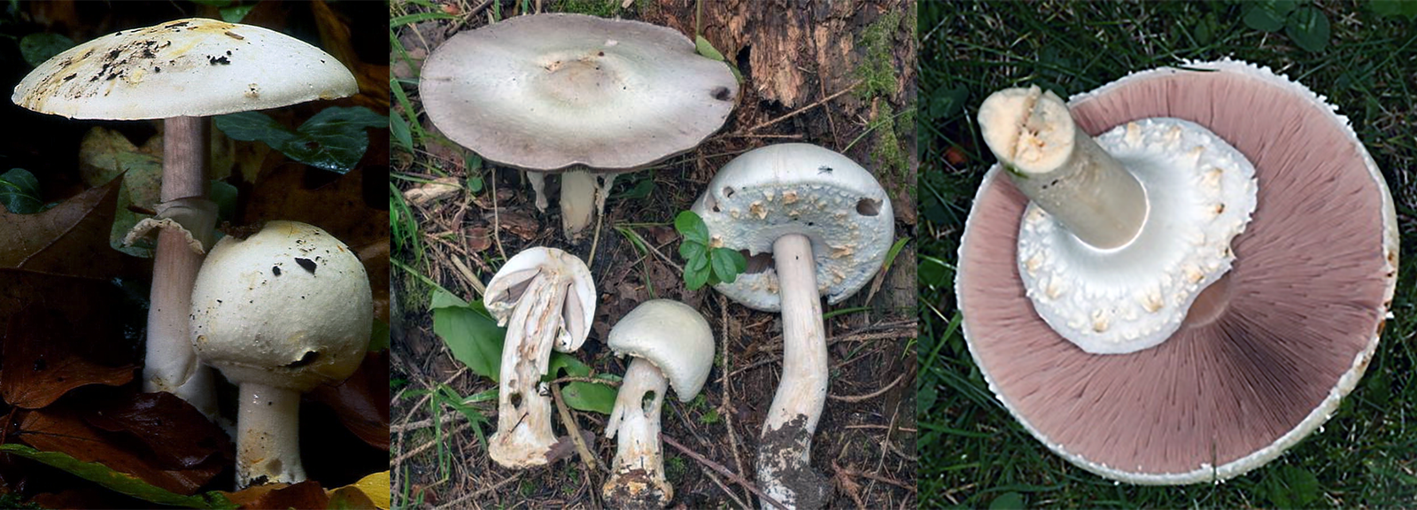Wood mushroom (Agaricus silvicola) shown in various views, including a closed cap and open cap form, a young mushroom cut in half, closed cap form on its side and a large open cap cut and inverted to show the gills and skirt with its cog-wheel patern