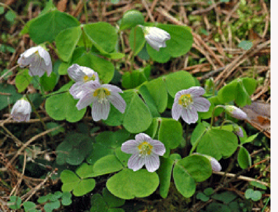 Common wood sorrel plant in flower