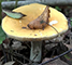 Yellow Swamp Brittlegill mushroom tumbnail