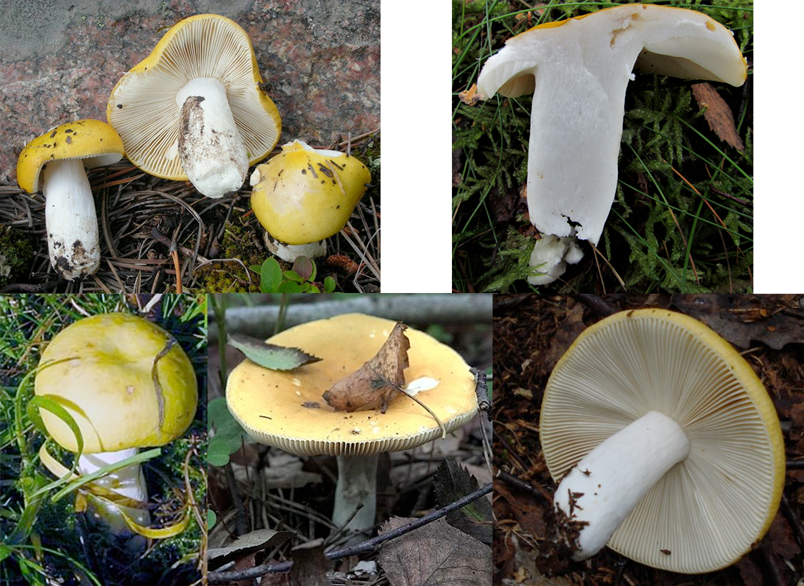 Yellow Swamp Brittlegill (Russula claroflava), mushrooms showing a young closed cap example, a mature example with trumpet shaped cap, three samples near a wall, one mushroom sliced in half and two on their sides showing the stipes (stems) and gills.