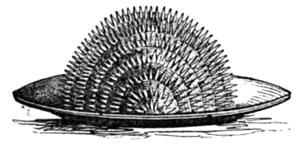 Eliza Acton Apple Hedgehog
