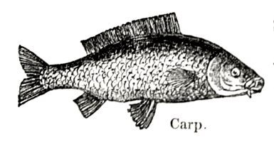 Eliza Acton Carp