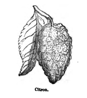 Eliza Acton Citron
