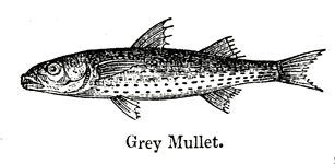Eliza Acton Grey Mullet