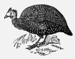 Eliza Acton Guinea Fowl