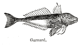Eliza Acton Gurnard