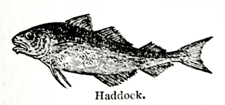 Eliza Acton Haddock