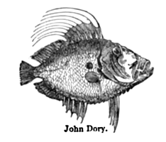 Eliza Acton John Dory
