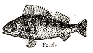 Eliza Acton Perch