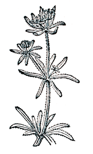 Eliza Acton Sweet Woodruff