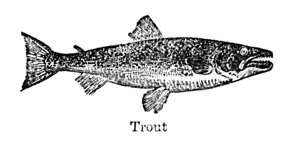 Eliza Acton Trout
