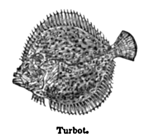 Eliza Acton Turbot