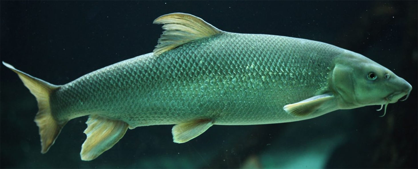 barbel fish, as would have been prepared in this Victorian recipe