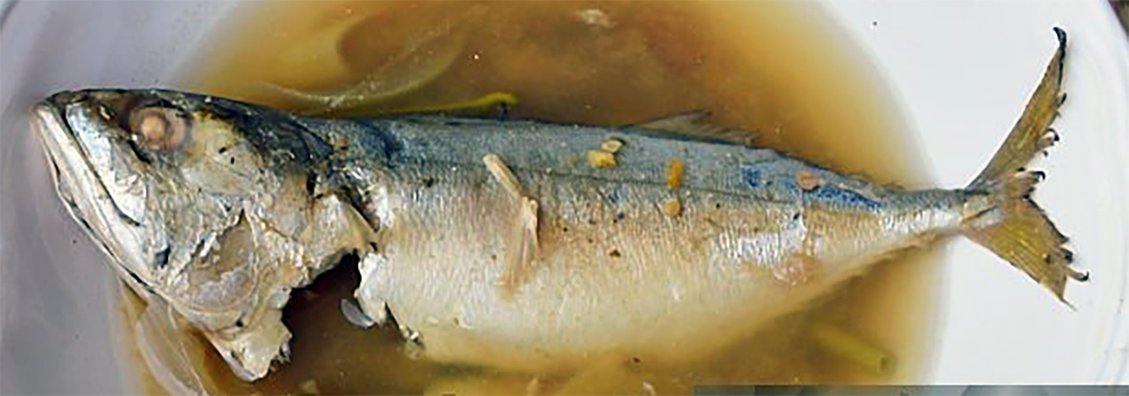 boiled mackerel with fennel stock