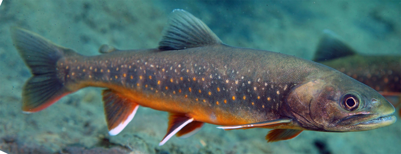 char fish swimming