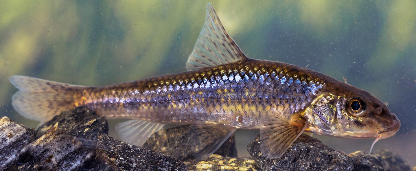 gudgeon fish in a tank