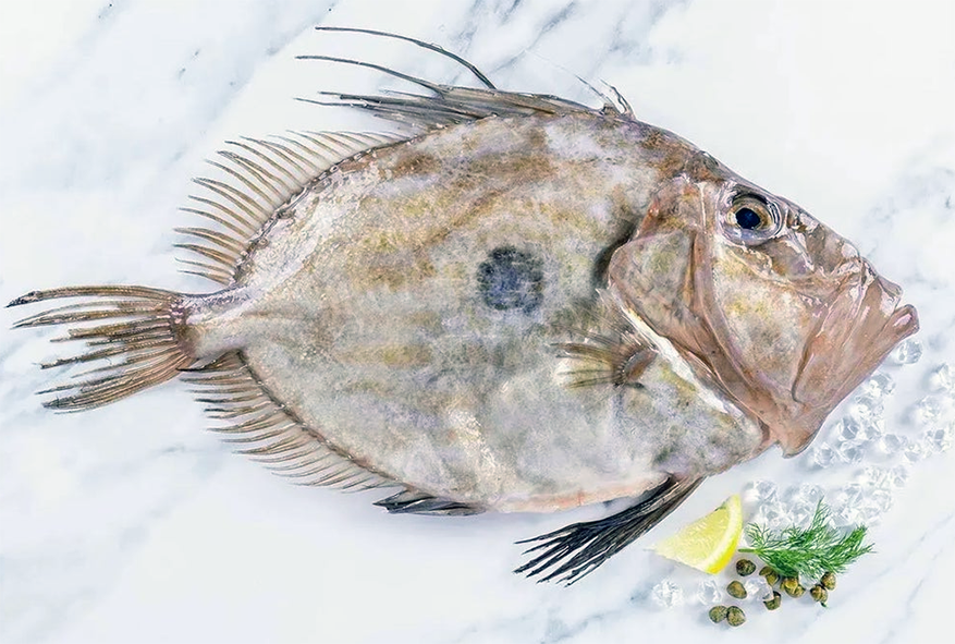 John Dory fish on a marble slab
