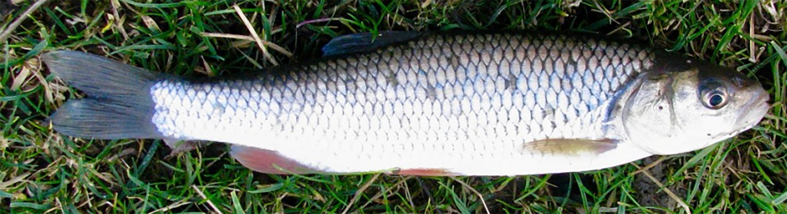 chub fish landed on a river bank