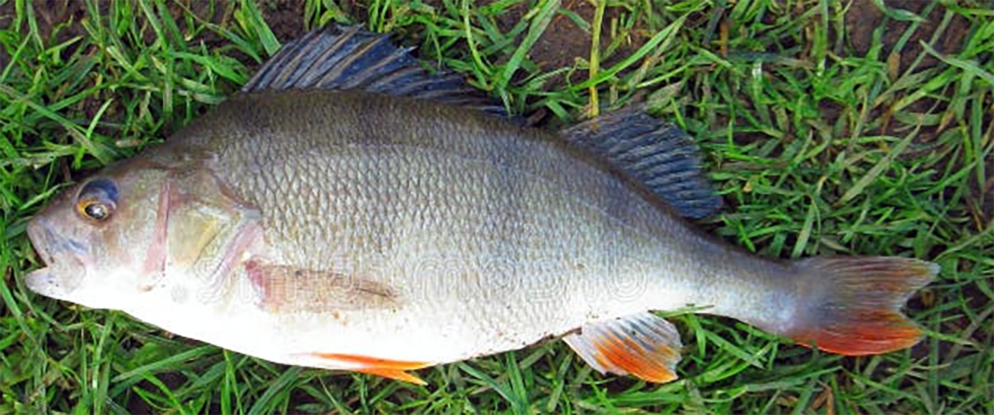 perch fish on a river bank