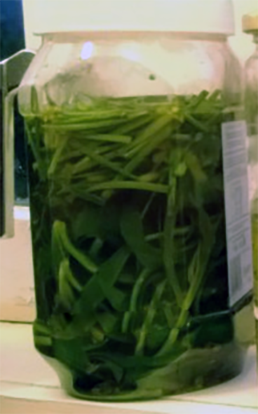 pickled sea aster shoots in a jar