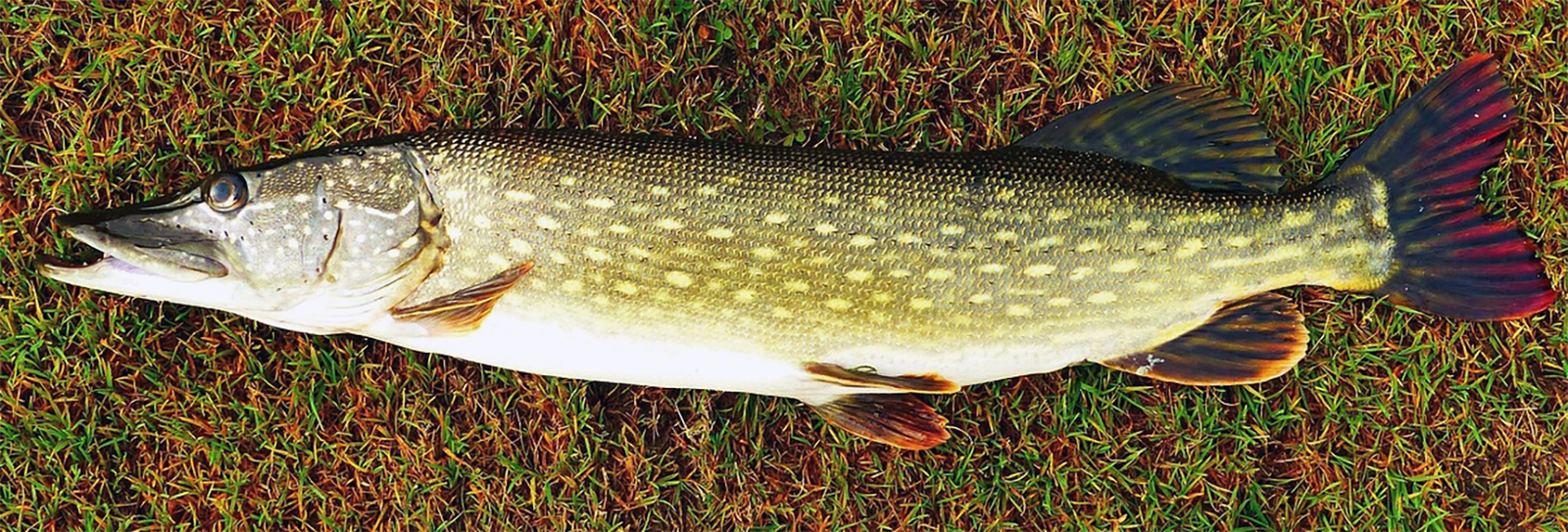 pike fish on a river bank