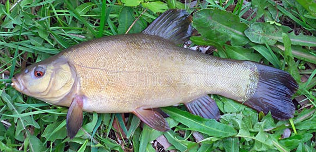 tench fish landed on a river bank