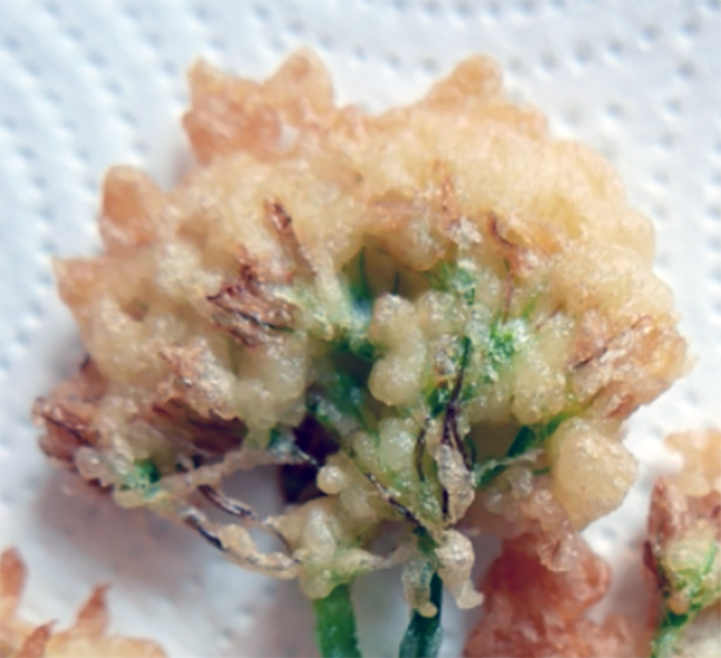 three-cornered leek flower fritter draining on kitchen paper