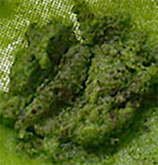 greening made from sorrel leaves shown as clumps in a sieve