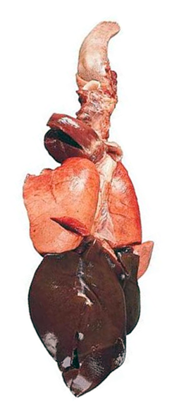 Example abats, a whole sheep